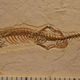 Illustration for article titled Look at This Extinct Snakes Little Arms and Legs